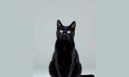 Let Me Tell Y’all the Cat Story